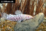 megalechis thoracata albino megalechis thoracata albino