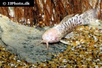 megalechis thoracata albino megalechis thoracata albino