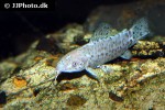 megalechis thoracata albino megalechis thoracata albino