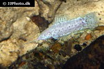 megalechis thoracata albino megalechis thoracata albino