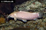 megalechis thoracata albino megalechis thoracata albino