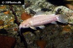 megalechis thoracata albino megalechis thoracata albino