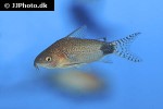 microcorydoras guapore microcorydoras guapore