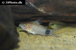 microcorydoras guapore microcorydoras guapore