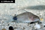 microcorydoras guapore microcorydoras guapore