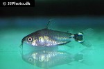 microcorydoras hastatus microcorydoras hastatus
