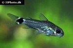 microcorydoras hastatus microcorydoras hastatus
