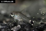 microcorydoras hastatus microcorydoras hastatus