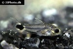 microcorydoras hastatus microcorydoras hastatus