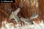 microcorydoras hastatus microcorydoras hastatus