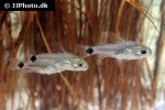 microcorydoras hastatus microcorydoras hastatus