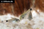 microcorydoras hastatus microcorydoras hastatus