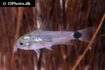 microcorydoras hastatus microcorydoras hastatus