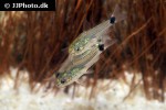 microcorydoras hastatus microcorydoras hastatus