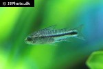 microcorydoras pygmaeus microcorydoras pygmaeus