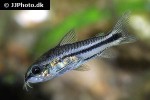 microcorydoras pygmaeus microcorydoras pygmaeus