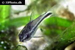 microcorydoras pygmaeus microcorydoras pygmaeus
