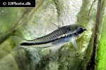 microcorydoras pygmaeus microcorydoras pygmaeus