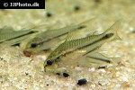 microcorydoras pygmaeus microcorydoras pygmaeus
