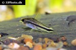 microcorydoras pygmaeus microcorydoras pygmaeus