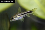 microcorydoras pygmaeus microcorydoras pygmaeus