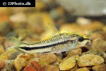 microcorydoras pygmaeus microcorydoras pygmaeus