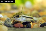 microcorydoras pygmaeus microcorydoras pygmaeus