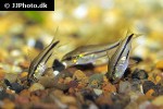 microcorydoras pygmaeus microcorydoras pygmaeus