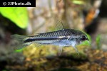 microcorydoras pygmaeus microcorydoras pygmaeus
