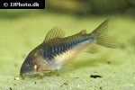 osteogaster aenea osteogaster aenea