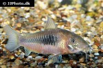osteogaster aenea osteogaster aenea