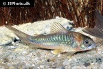 osteogaster aenea osteogaster aenea