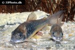 osteogaster aenea osteogaster aenea