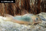 osteogaster aenea osteogaster aenea