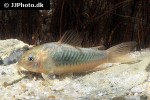 osteogaster aenea osteogaster aenea