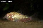 osteogaster aenea albino osteogaster aenea albino