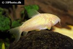 osteogaster aenea albino osteogaster aenea albino