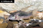 osteogaster aenea longfin osteogaster aenea longfin