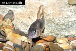 osteogaster aenea longfin osteogaster aenea longfin