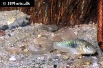 osteogaster aenea longfin osteogaster aenea longfin