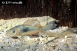 osteogaster aenea longfin osteogaster aenea longfin