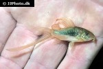 osteogaster aenea longfin osteogaster aenea longfin