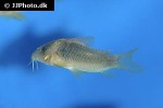 osteogaster melanotaenia osteogaster melanotaenia