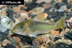 osteogaster melanotaenia osteogaster melanotaenia