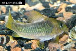 osteogaster melanotaenia osteogaster melanotaenia
