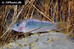 osteogaster melanotaenia osteogaster melanotaenia