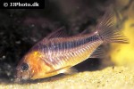 osteogaster rabauti osteogaster rabauti