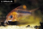 osteogaster rabauti osteogaster rabauti