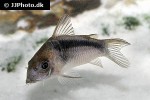 osteogaster rabauti osteogaster rabauti