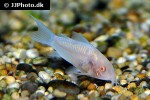 osteogaster rabauti albino osteogaster rabauti albino